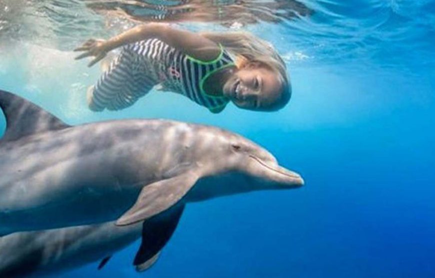 Dolphin day at sea