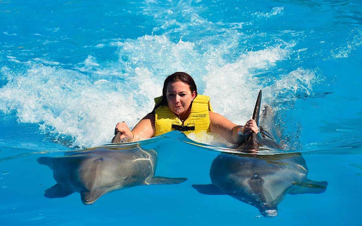 Nager avec dauphins