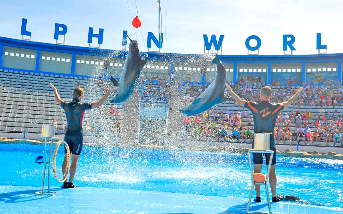 Spectacle de dauphins