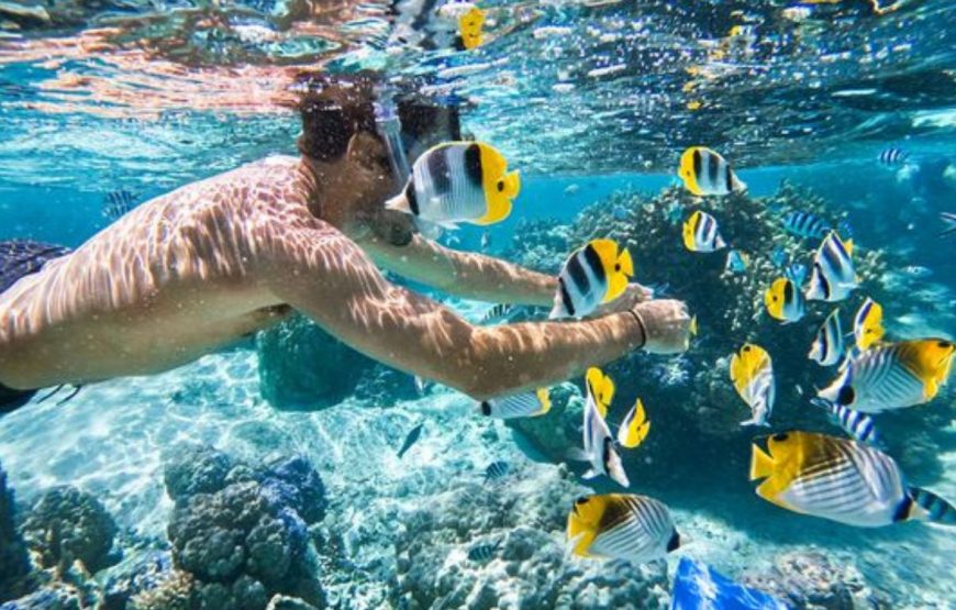 Sataya – Recife dos Golfinhos