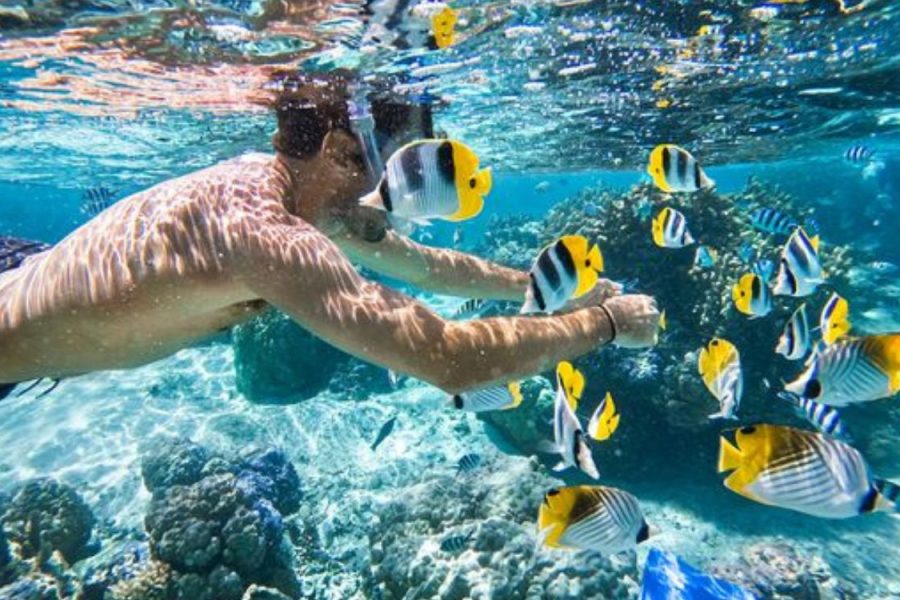 Sataya – Recife dos Golfinhos