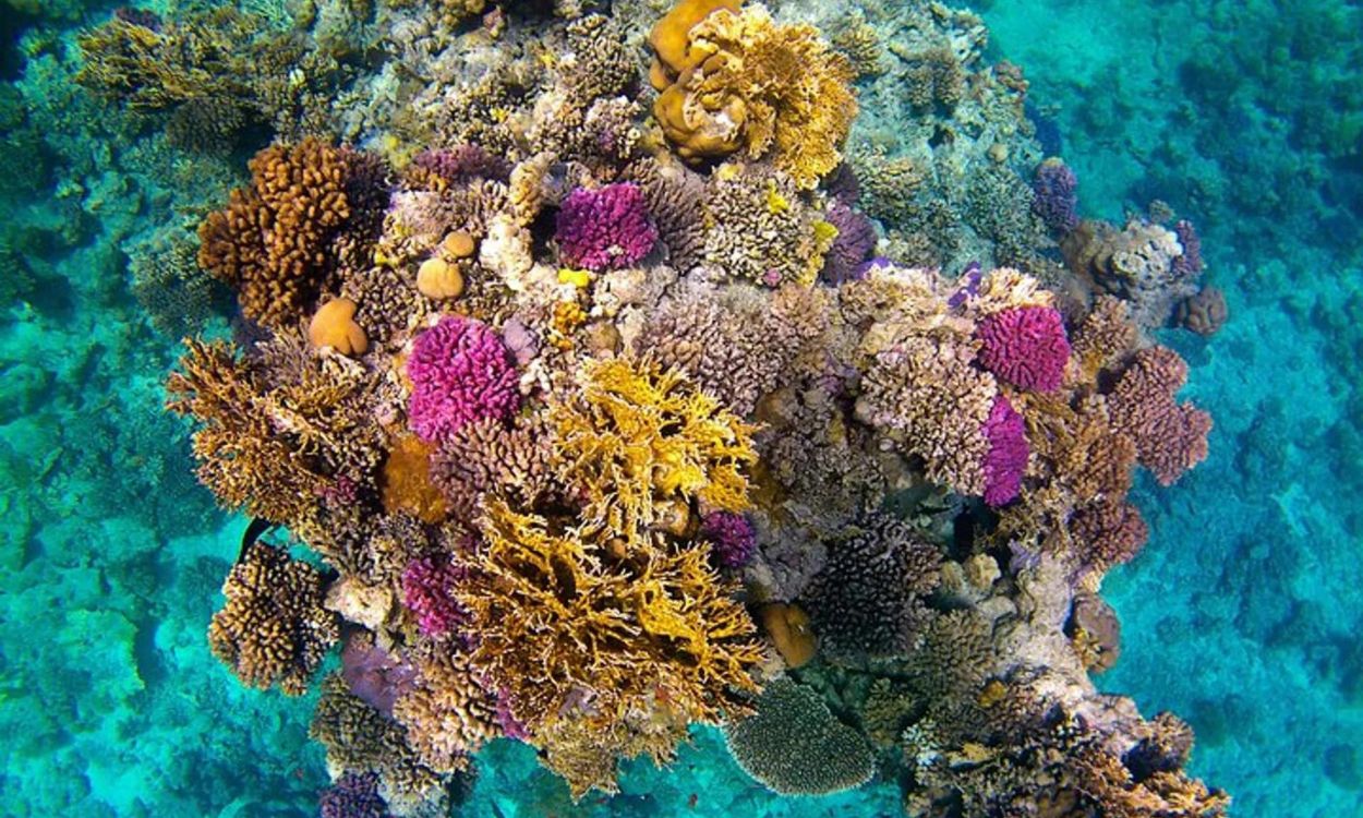Sataya – Overnight snorkeling