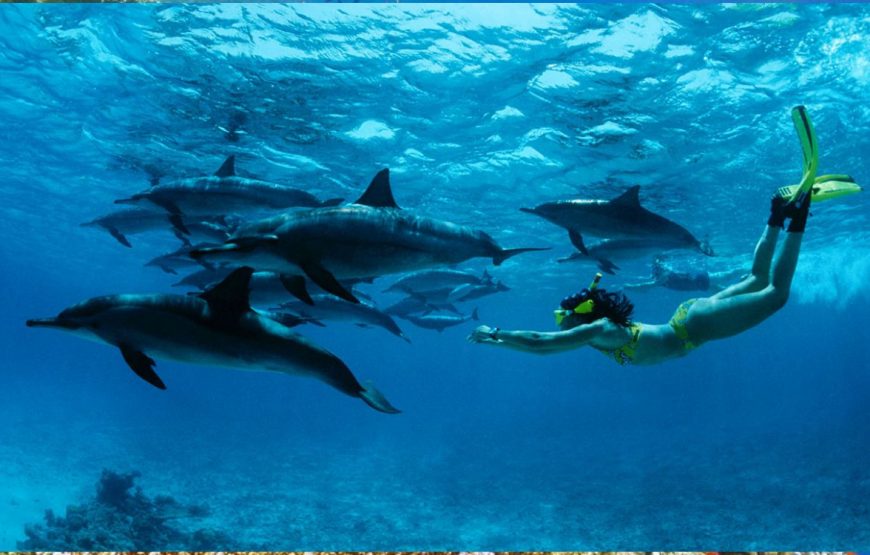 Sataya – Recife dos Golfinhos