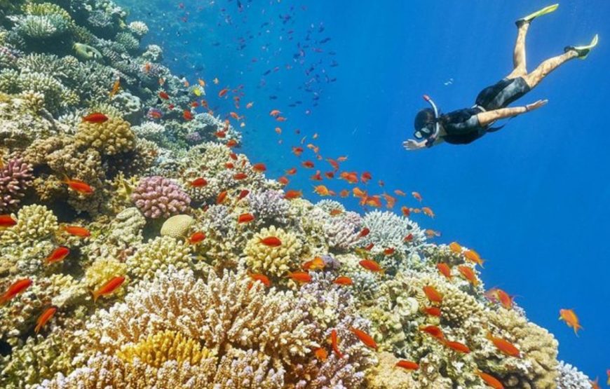 Crucero por el jardín de coral