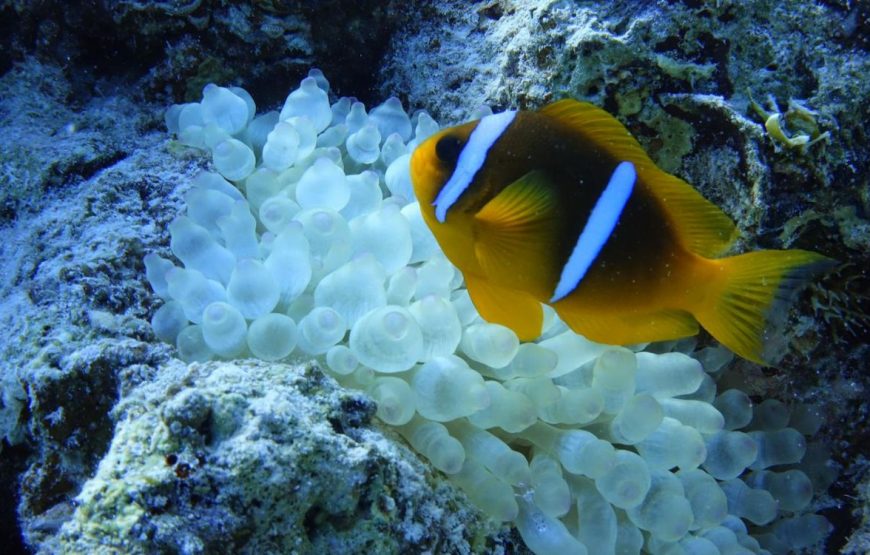 Sataya – Recife dos Golfinhos
